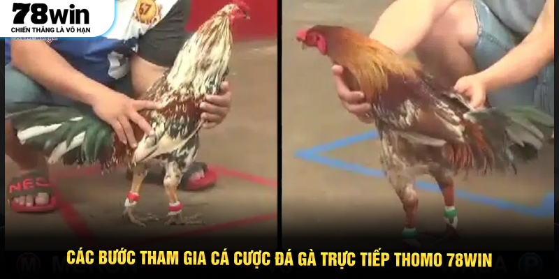 Các bước tham gia cá cược đá gà trực tiếp Thomo 78WIN